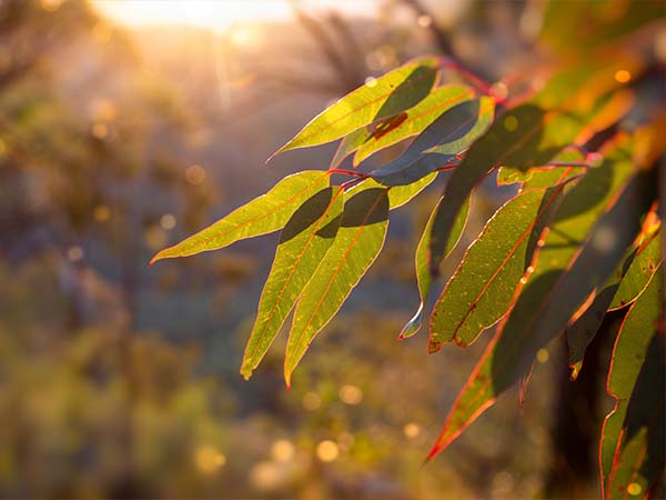 Pro Bono Green leaves 